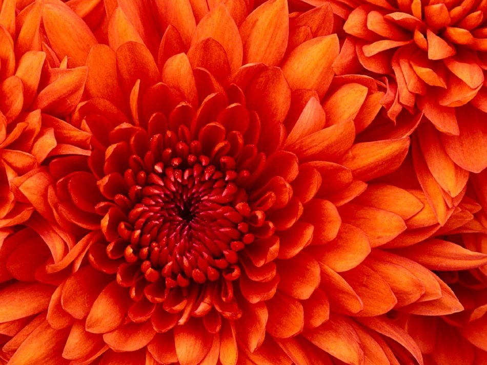 chrysanthemum macro bloom blossom