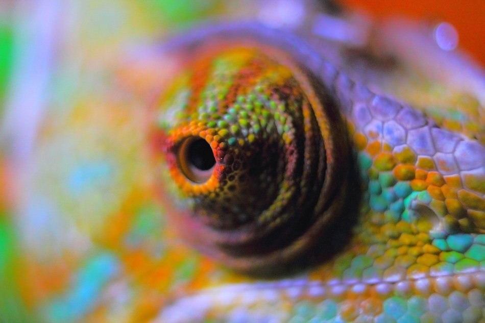 chameleon abstract reptile