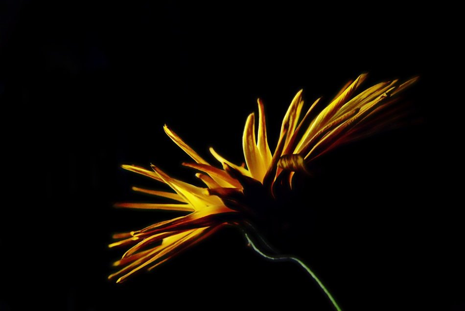 flower yellow light nature