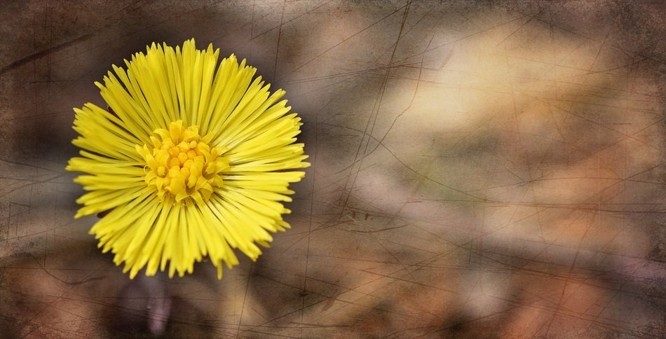 tussilago farfara flower plant