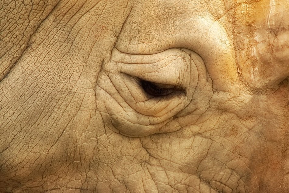 rhino animal fauna portrait africa