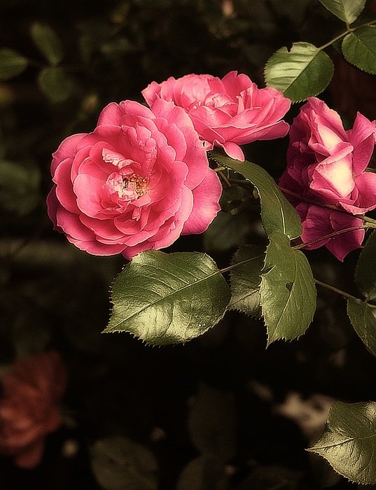 rose flower a garden