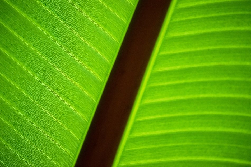 green leaf plant sharp unsharp