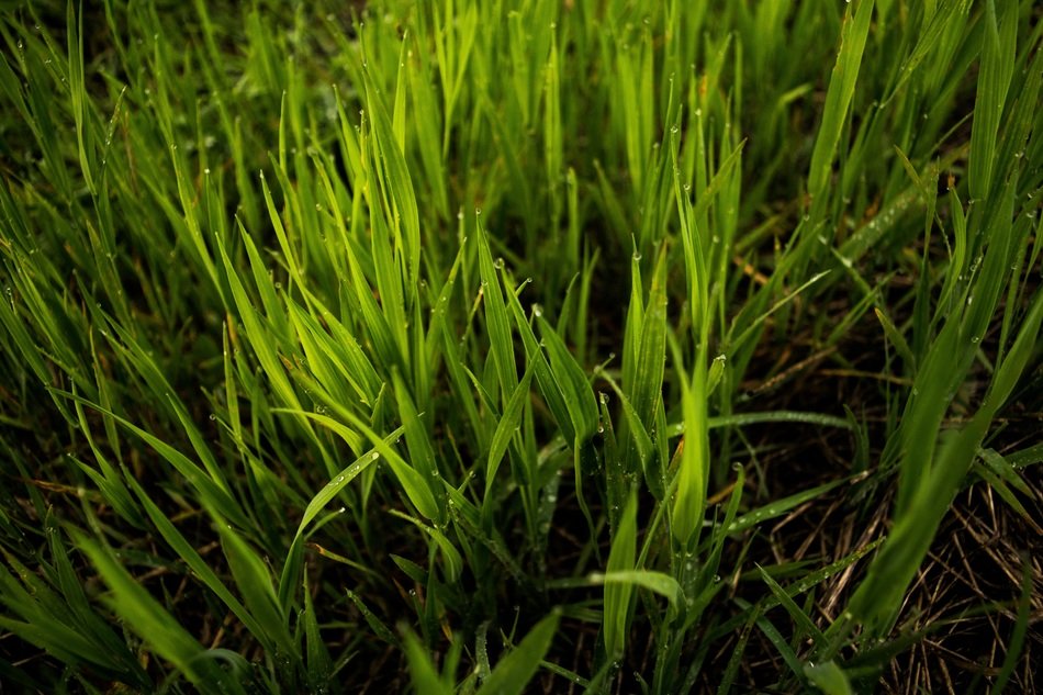 grass field blades spring yard