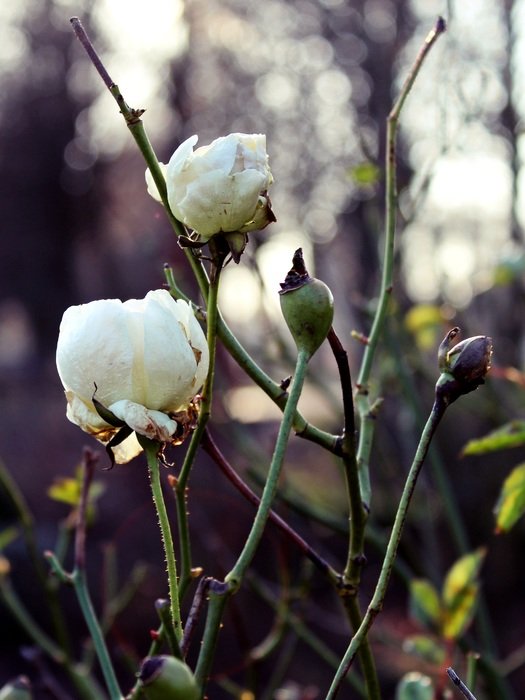 rose white winter flower blossom
