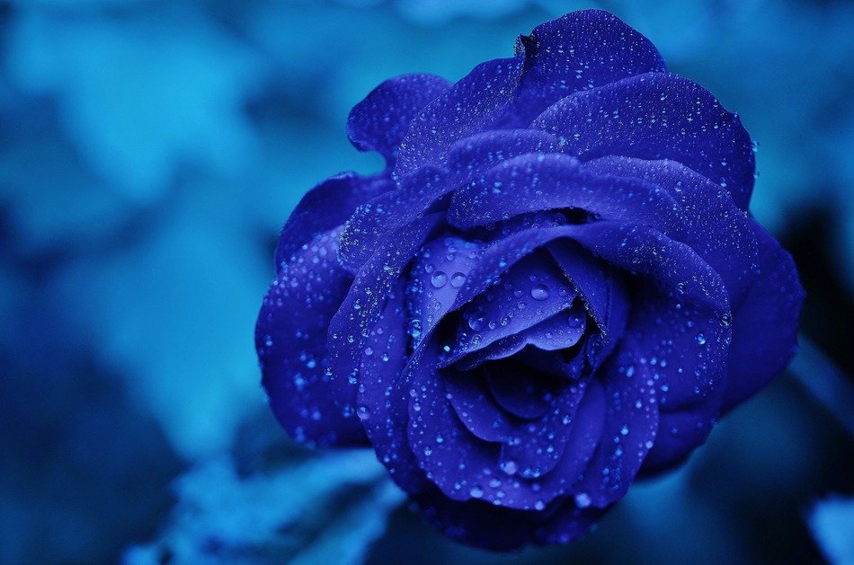 rose blue flower blooms roses