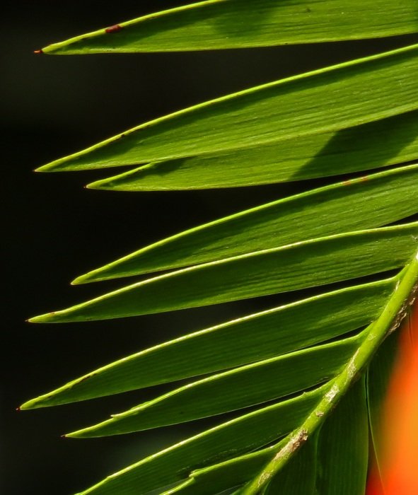 palm leaf texture background