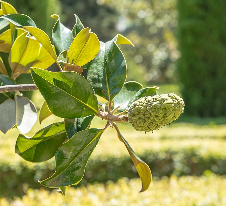 berry fruit shrub tree garden