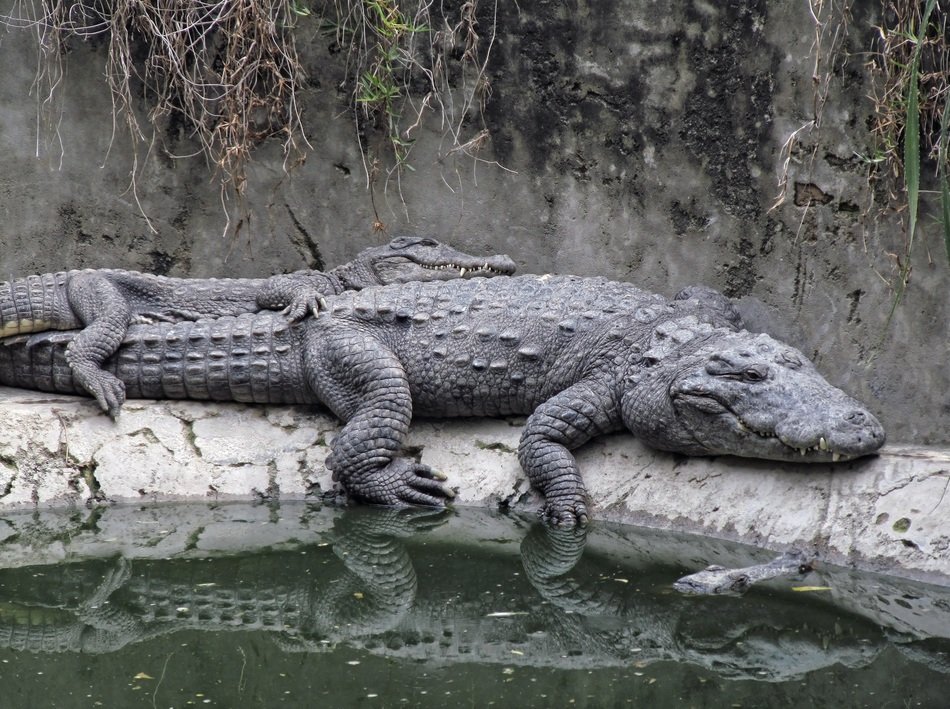 crocodiles rest sleepy carnivore