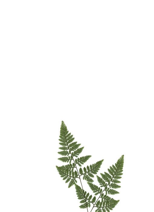 stationery paper fern plant green