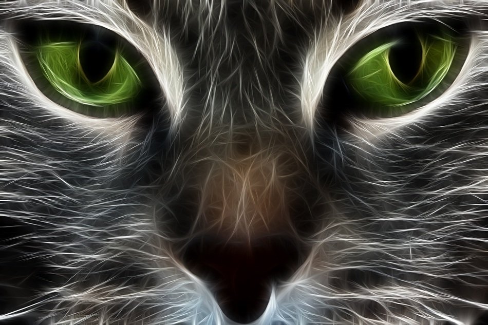 cat fractal animal eyes background
