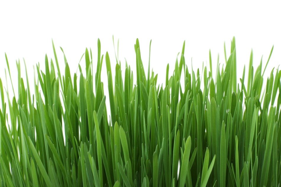 background close up flora fresh