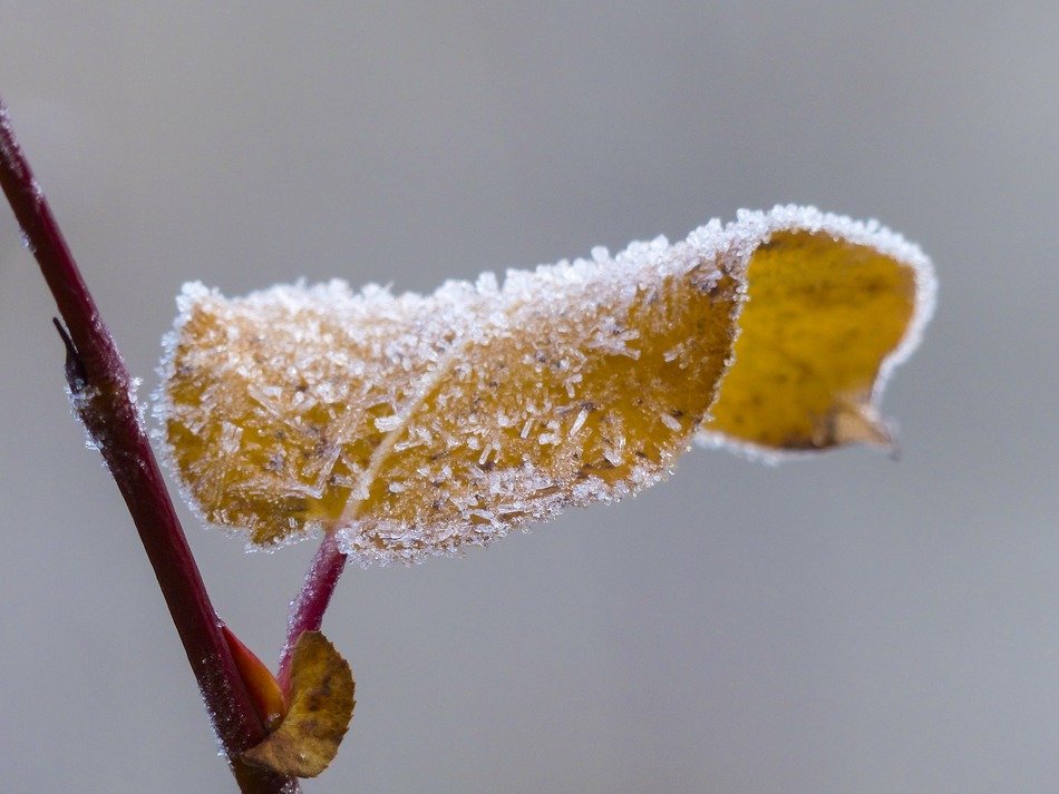 frosted leaf branch background