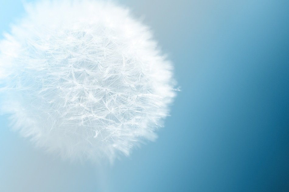 dandelion flower nature blue