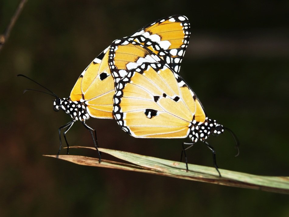 wing yellow insect flying isolated