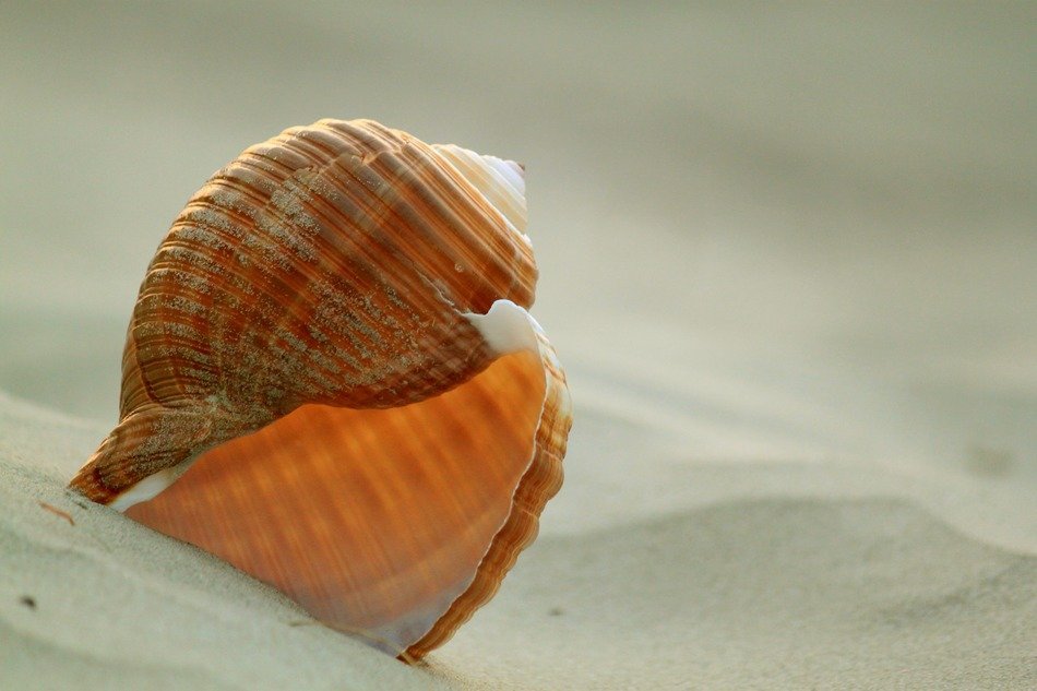 shell snail sand