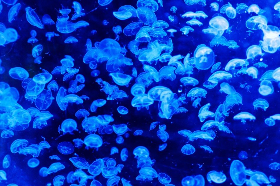animal blue pattern danger dark