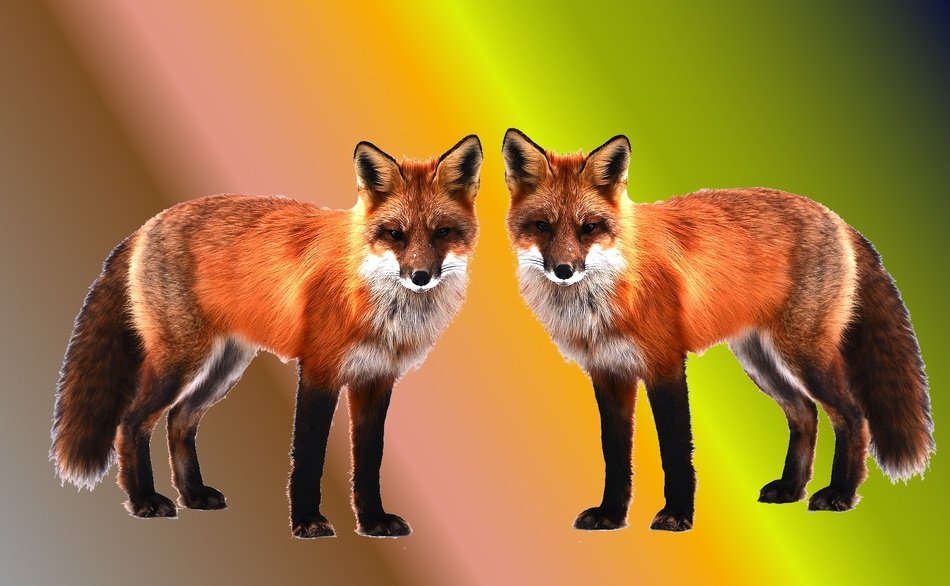 foxes wallpaper background