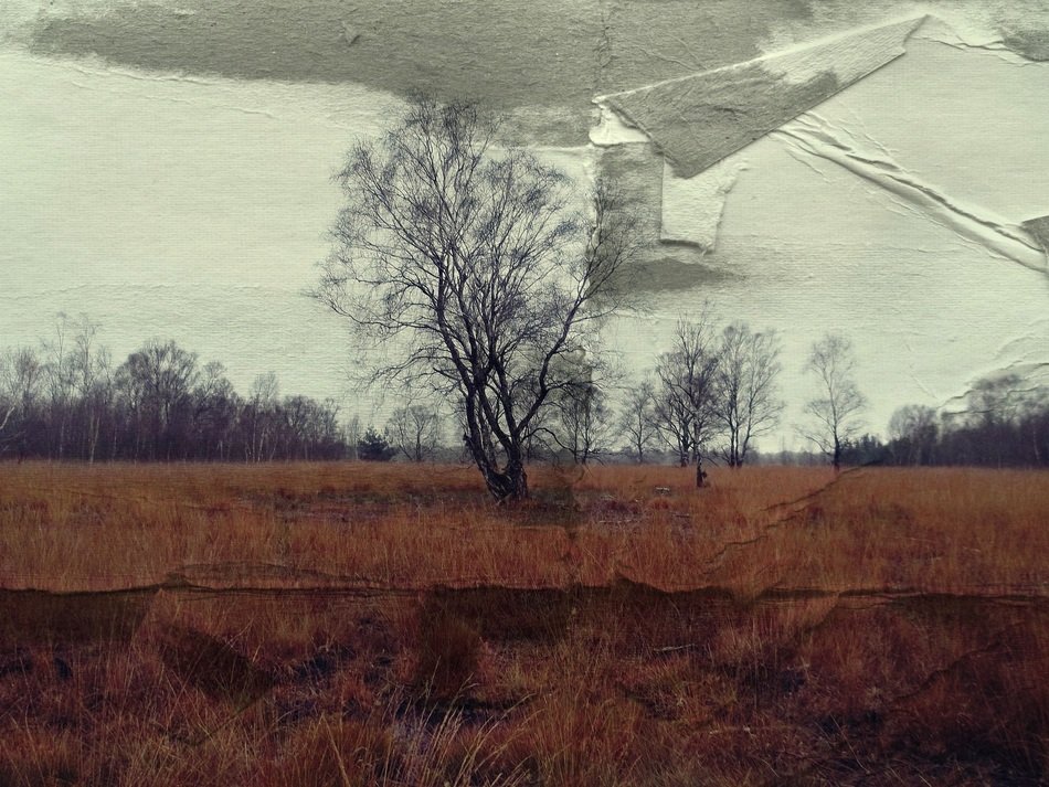 tree paper veiling background kahl