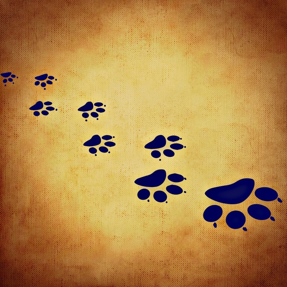 background image cat s paw paws