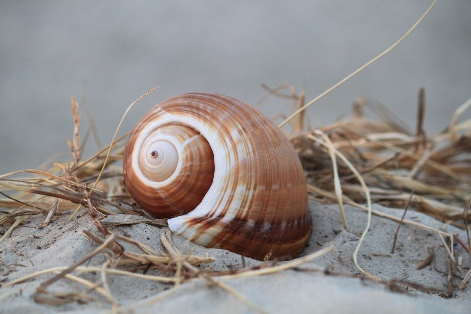 shell snail close