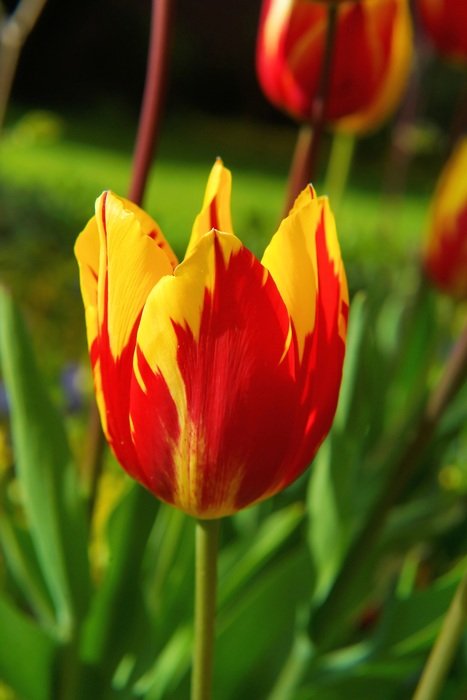 red yellow blossom tulip wallpaper