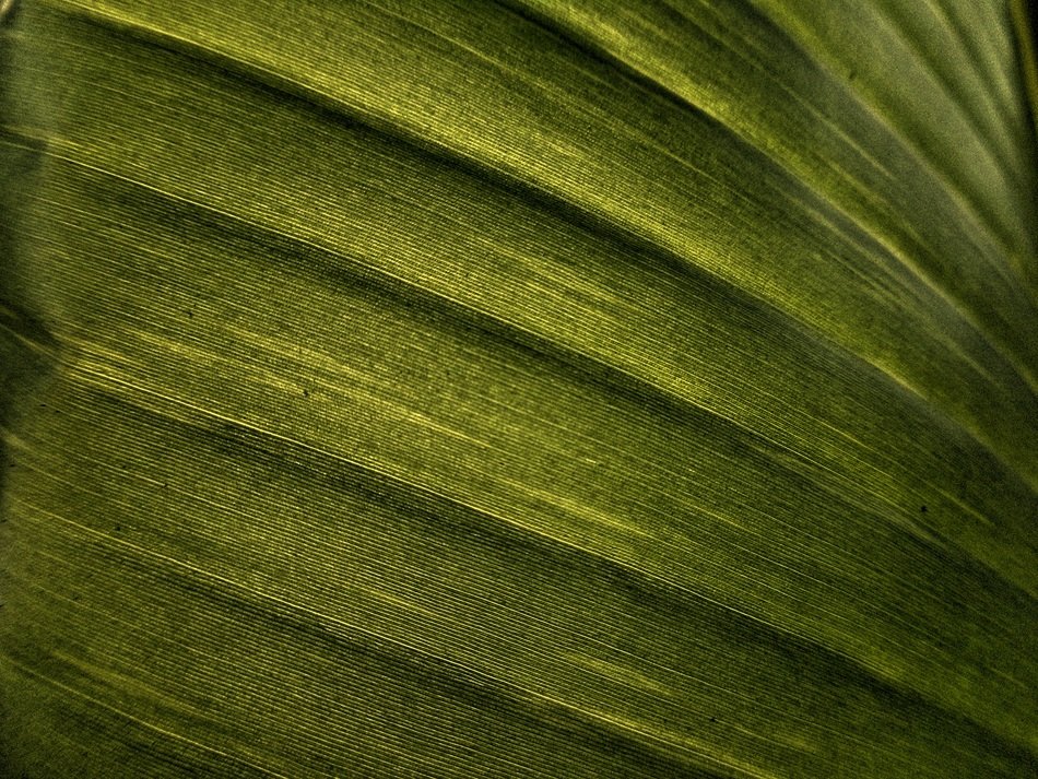 banana leaf texture effect