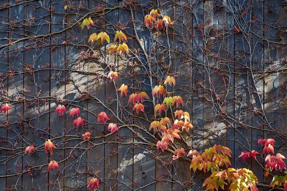 autumn vine leaves