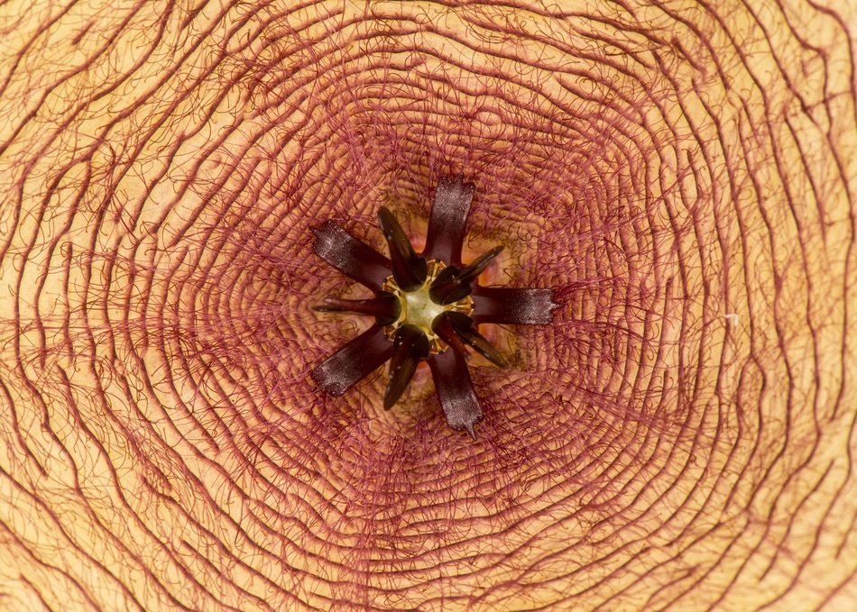 flower symmetry center geometry