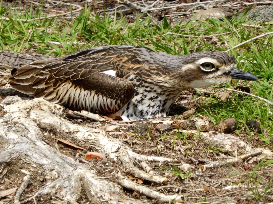 stone curlew burhinus oedicnemus