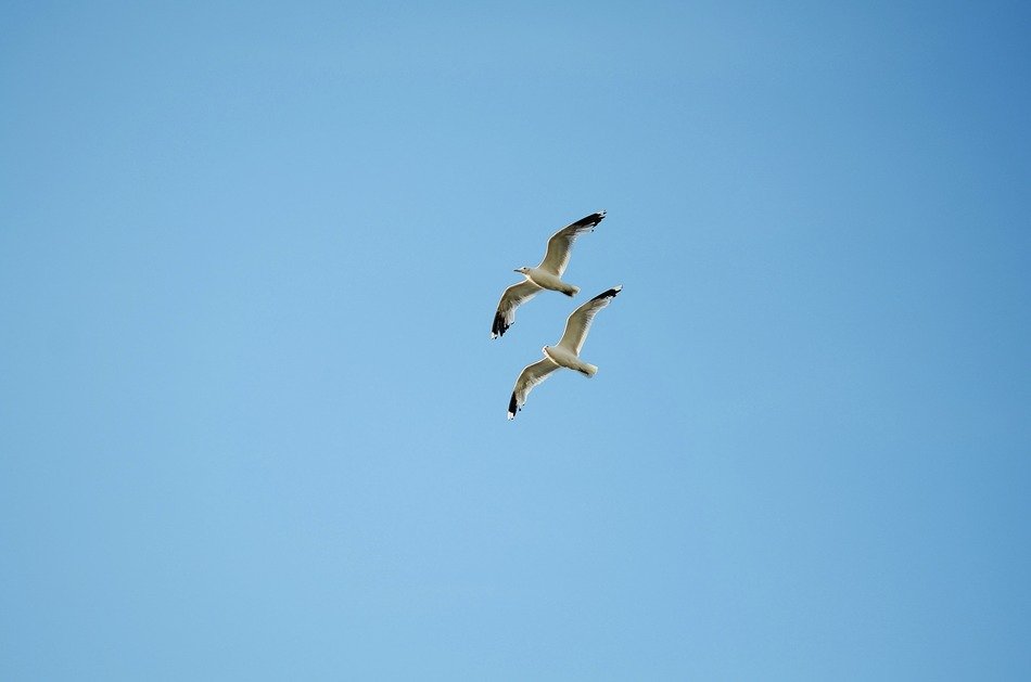 a couple of seagull birds in the blue sky