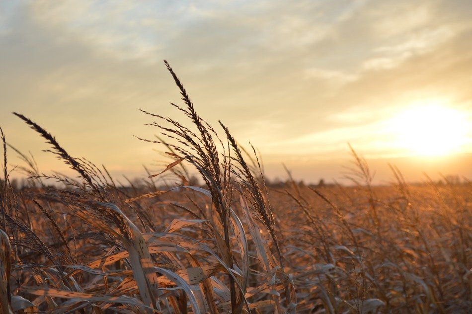 sunset midwest landscape farm corn