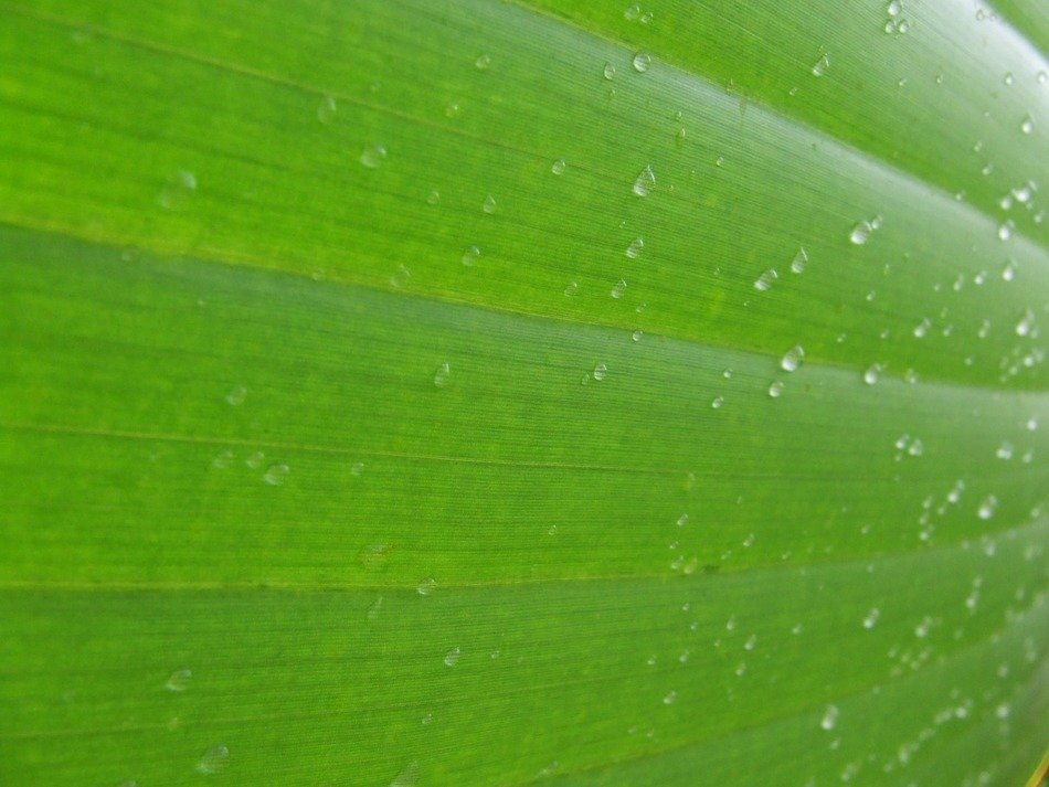leaf background texture macro