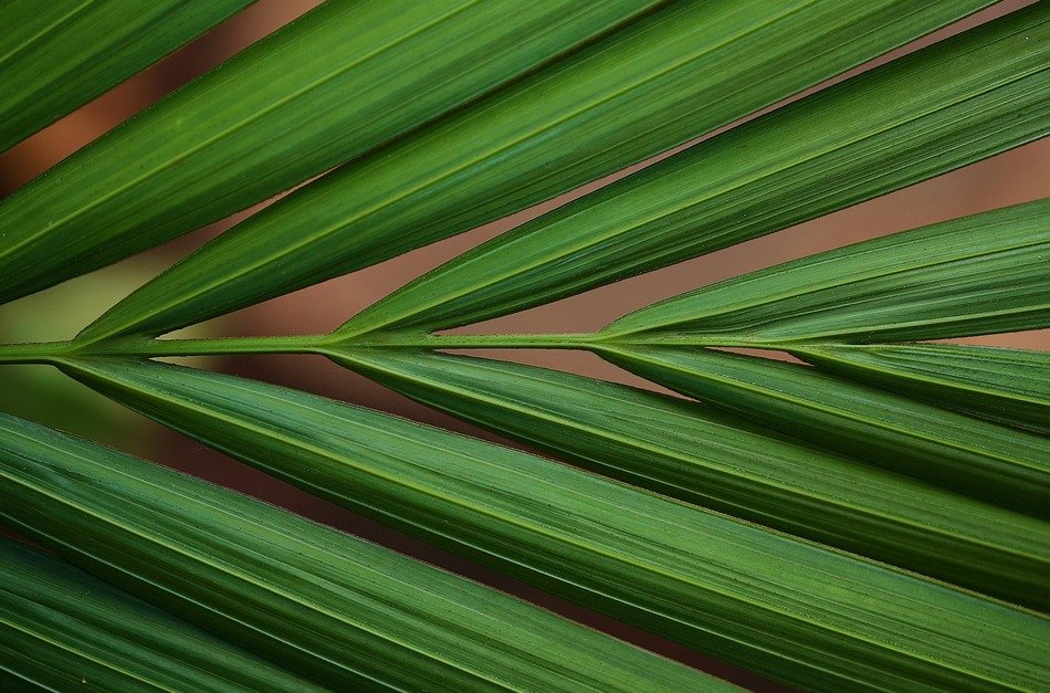 green color macro tropical leaves