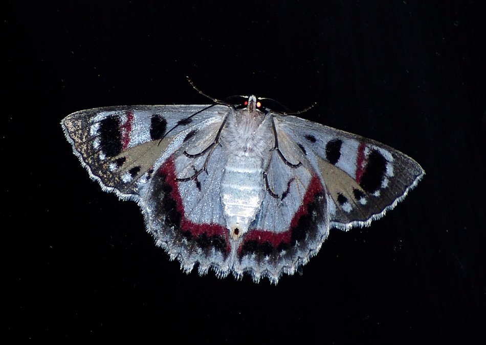 moth large insect white black red