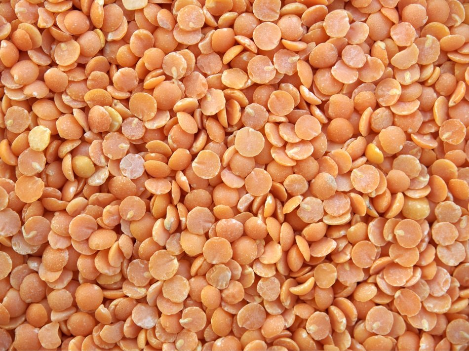 lentils red split dried legume