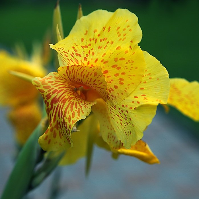 kanna cannae divided flower