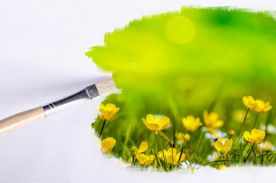 paintbrush outdoor flower flowers