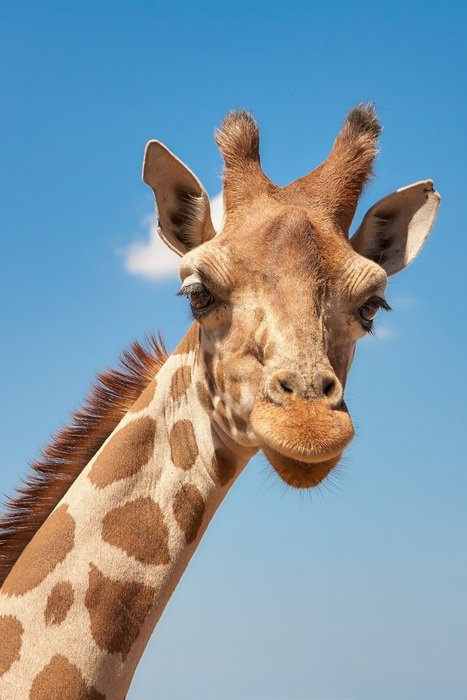 giraffe cameloparadalis fauna