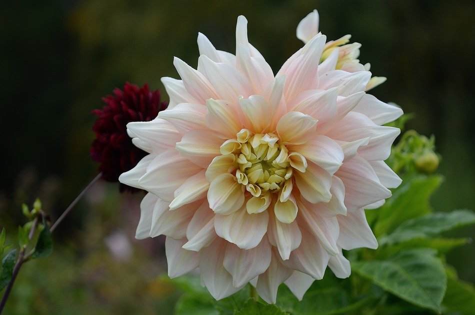 beautiful dahlia flower nature wallpaper