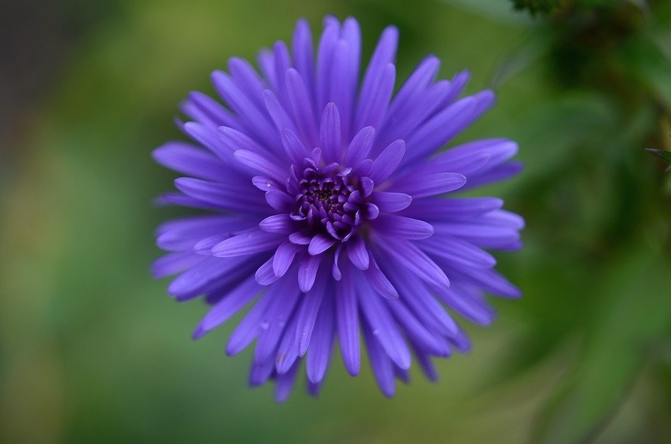 flower nature garden macro detail