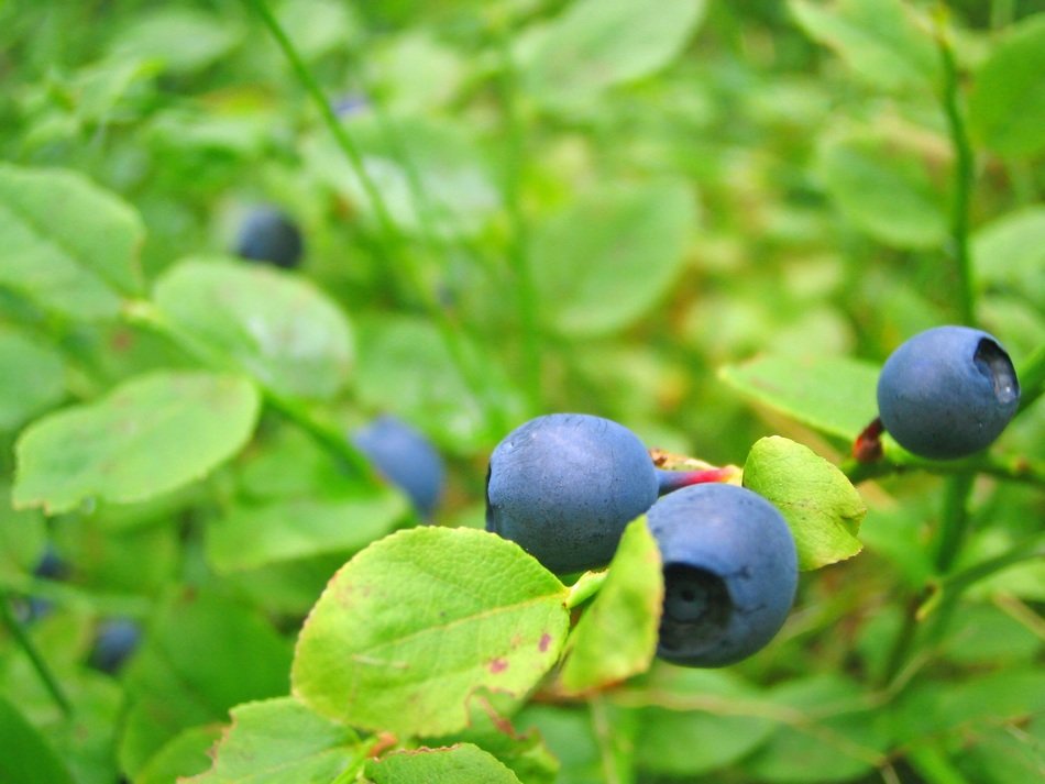 blueberries growing close view