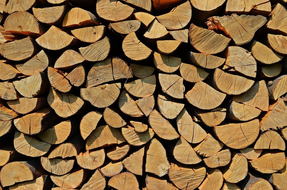 tree wood background nature