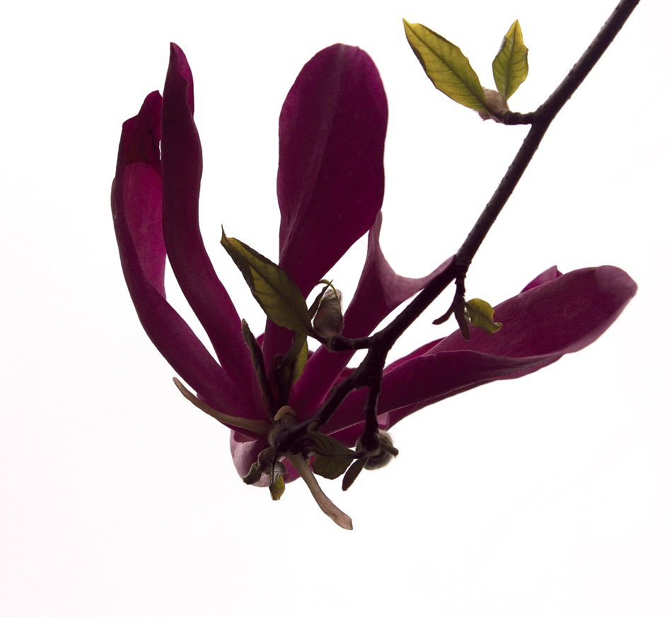 magnolia flower tulip branch