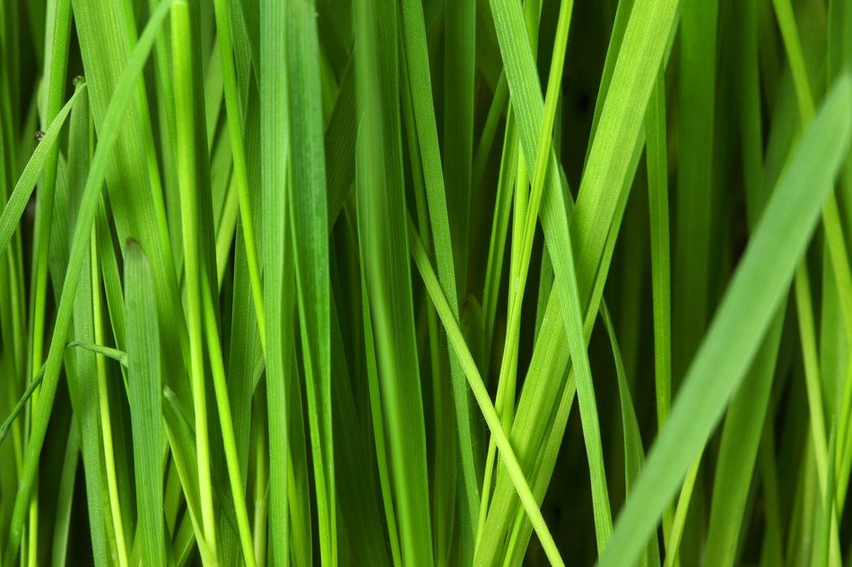abstract background floral grass