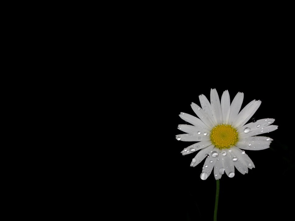 marguerite macro water