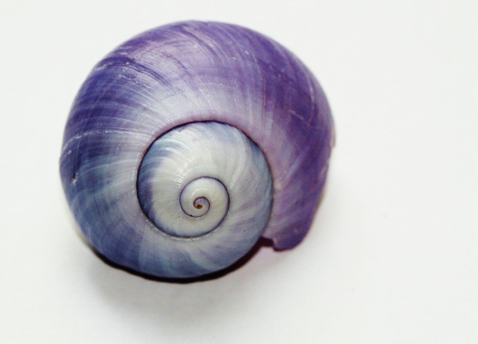 snail shell close