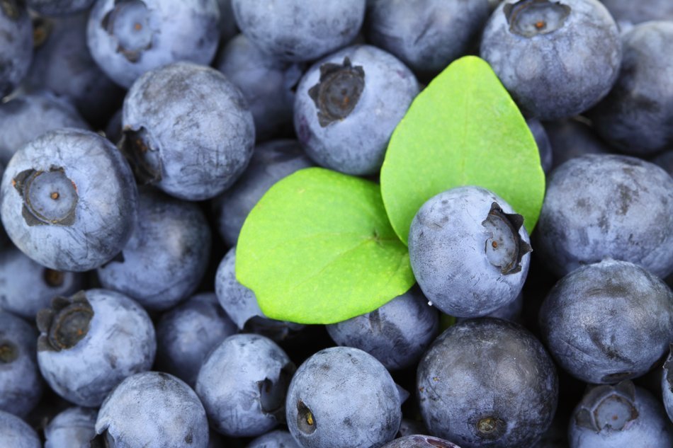 background berry blue blueberry