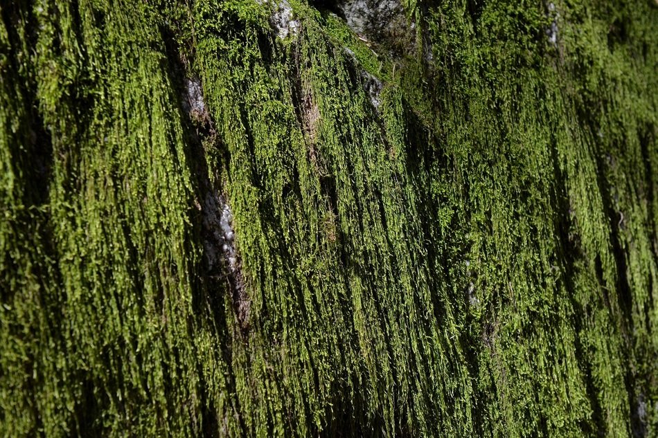 moss weave green stone fouling