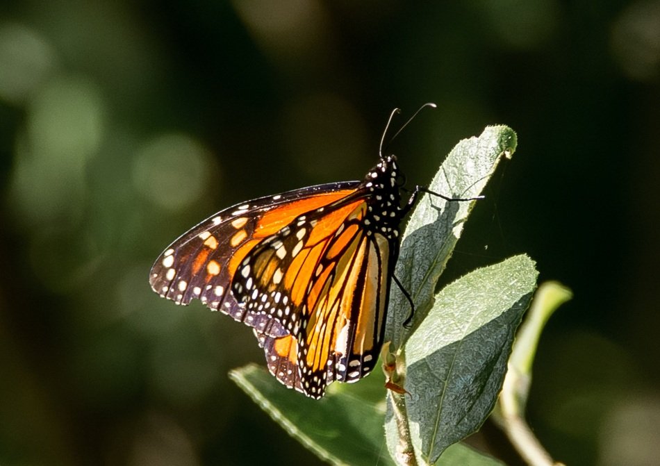 butterfly insect large orange